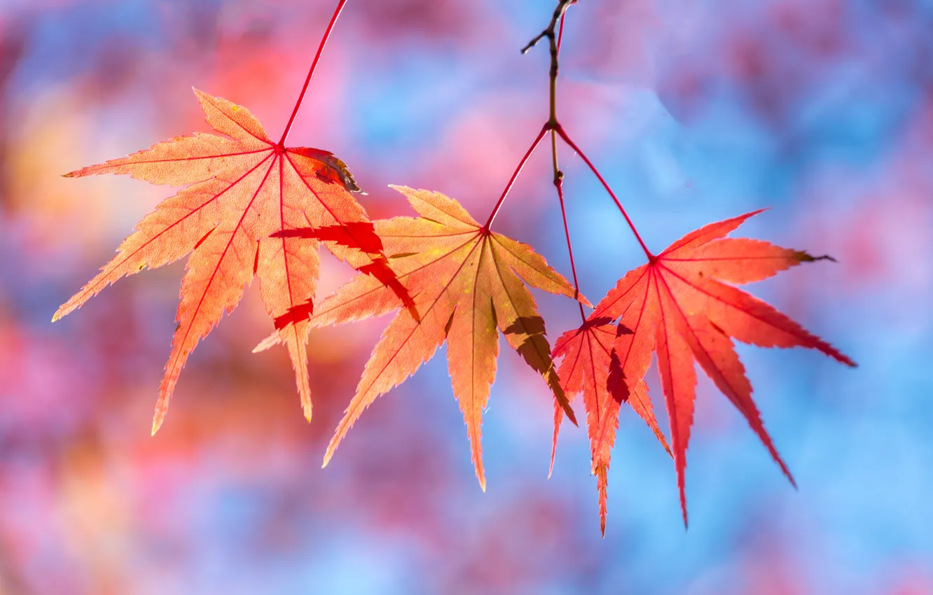 Photo wallpaper autumn, leaves, colorful, maple, autumn, leaves, autumn, maple
