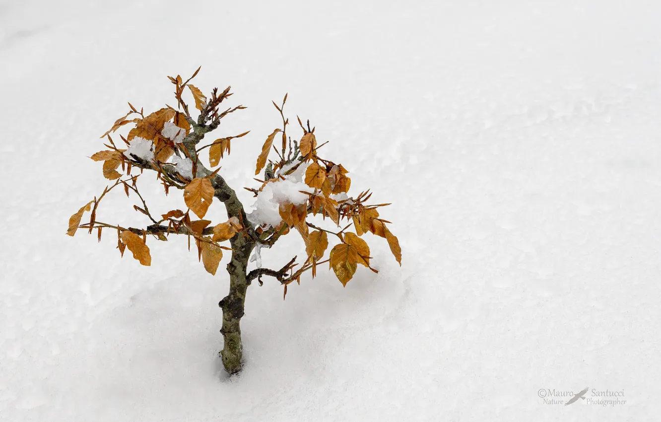 Photo wallpaper winter, snow, tree