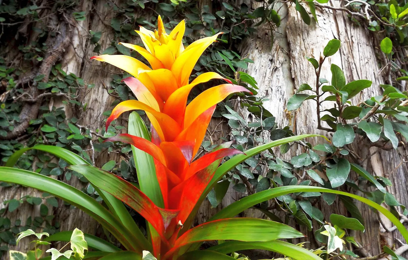 Photo wallpaper flowers, ivy, the trunk of the tree