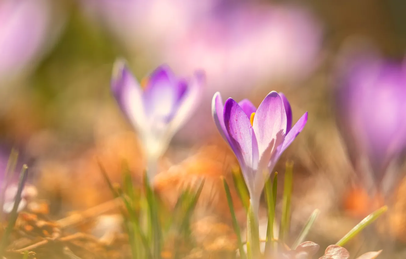 Photo wallpaper light, flowers, blur, spring, crocuses, pink, lilac, bokeh