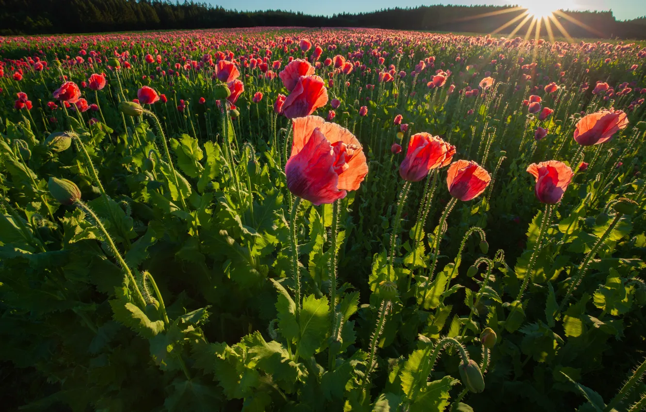 Photo wallpaper flowers, red, Maki, poppy field