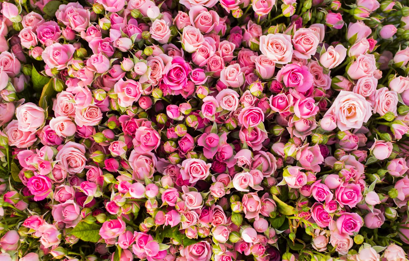 Photo wallpaper flowers, roses, pink, buds, a lot