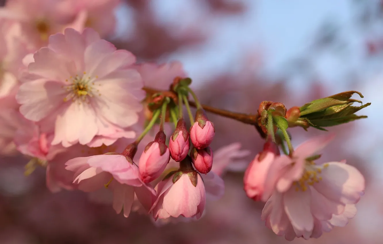 Photo wallpaper flowers, branches, beauty, spring, Sakura, pink, buds, flowering