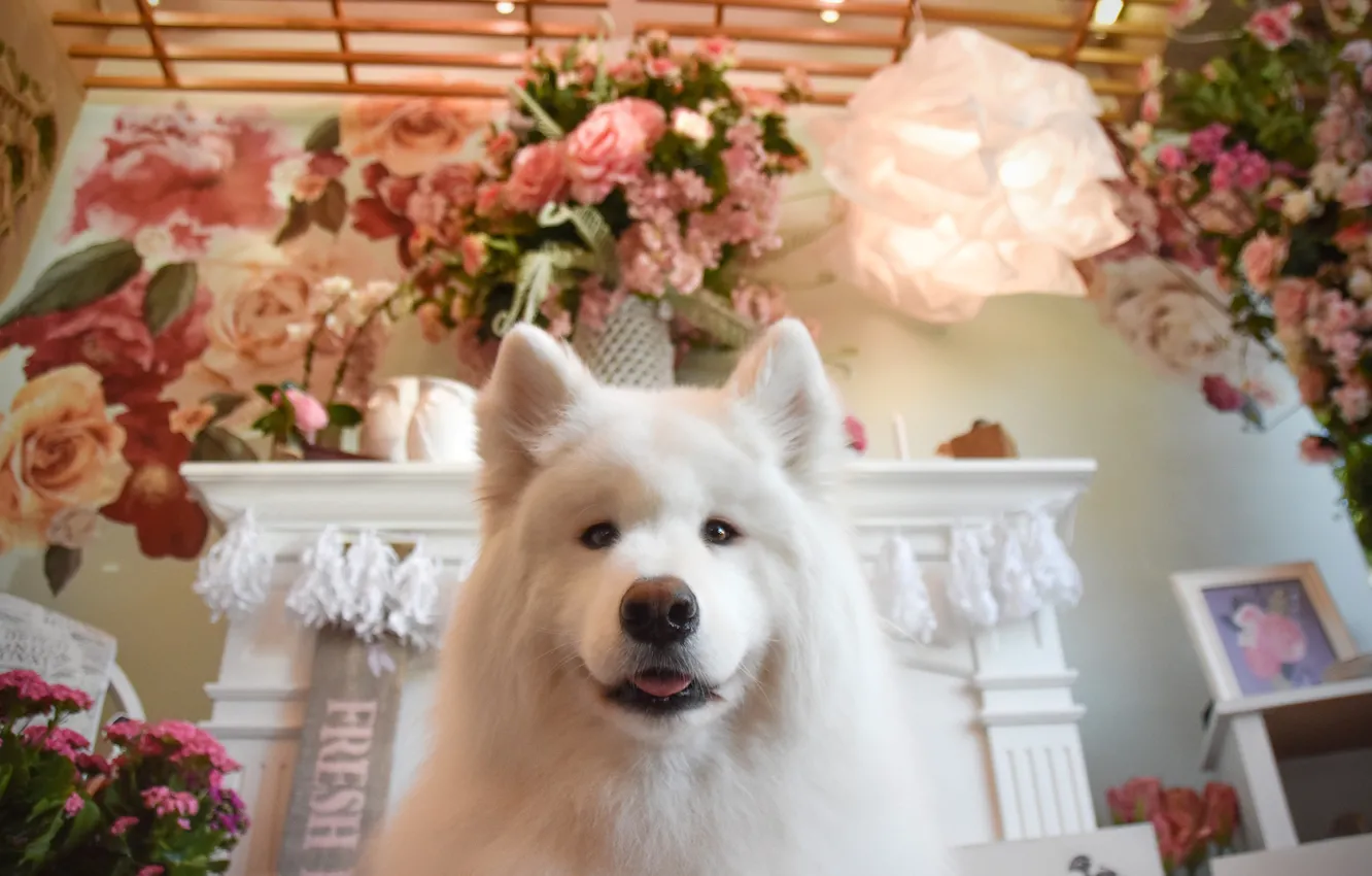 Photo wallpaper dog, look, pose, face, Samoyed