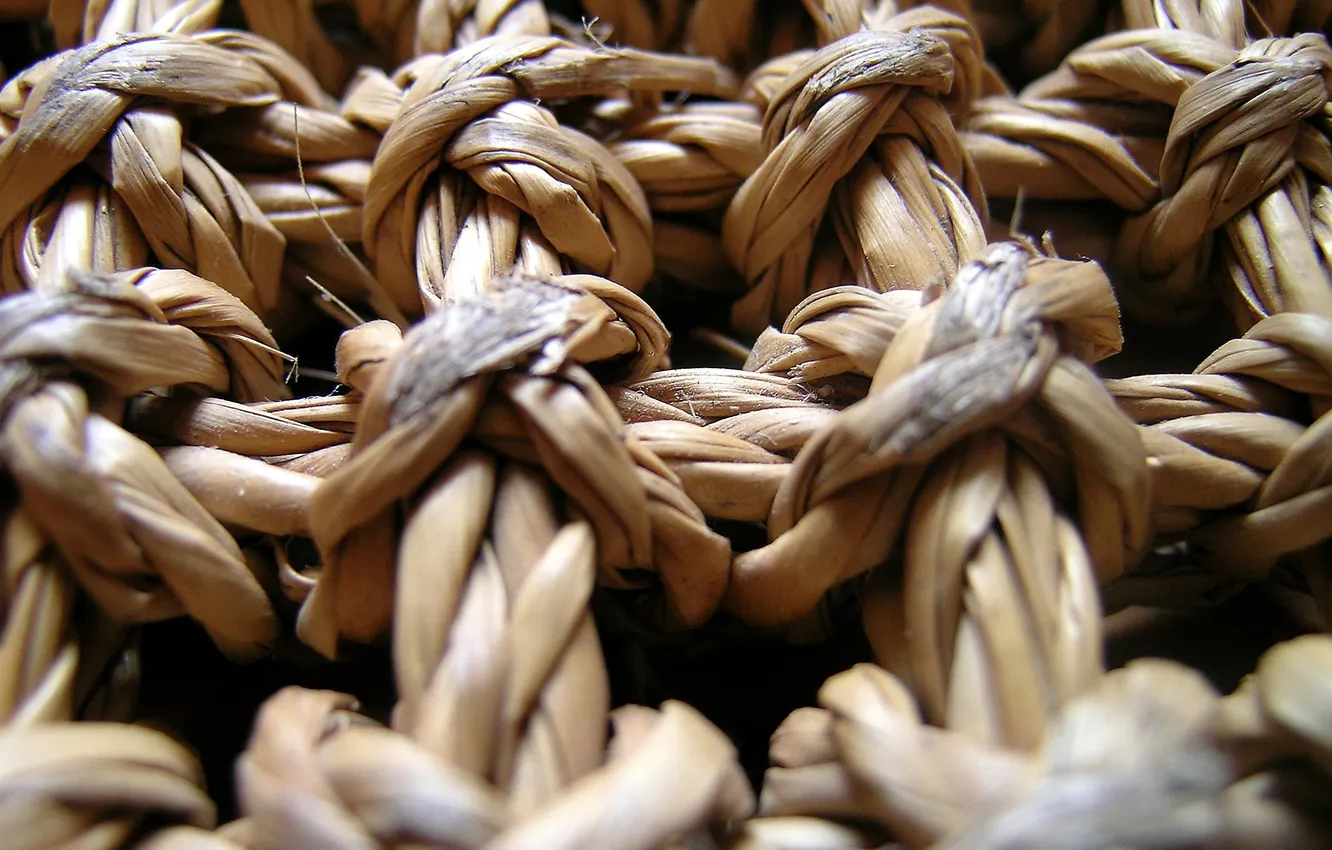 Photo wallpaper macro, Wallpaper, netting