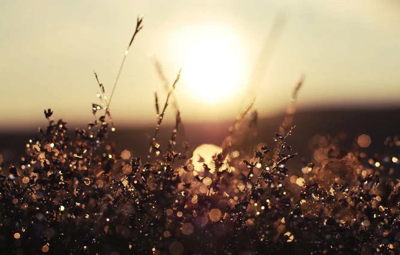 Photo wallpaper grass, the sun, drops, nature, the game