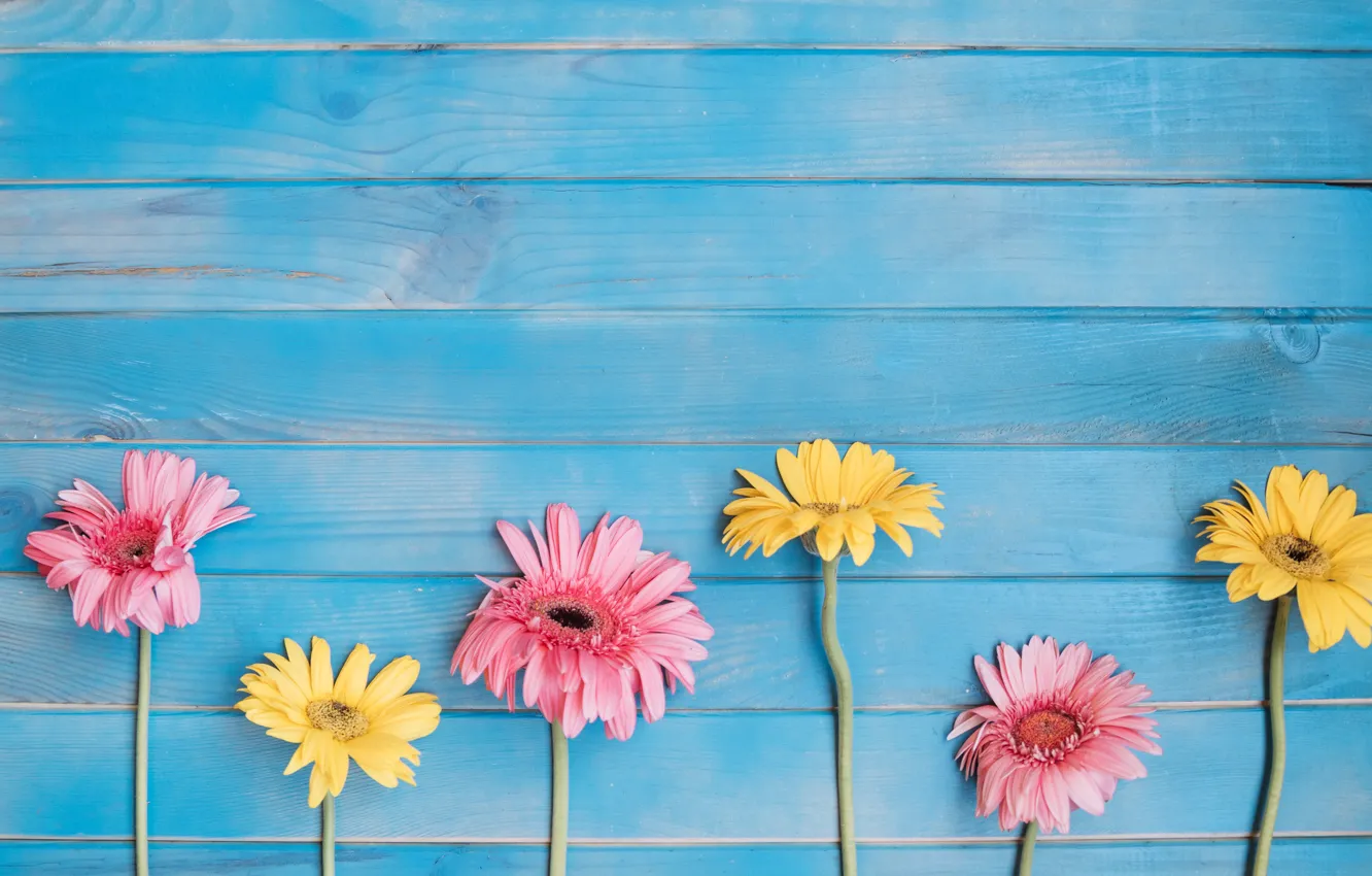 Photo wallpaper flowers, yellow, background, colorful, pink, gerbera, yellow, wood