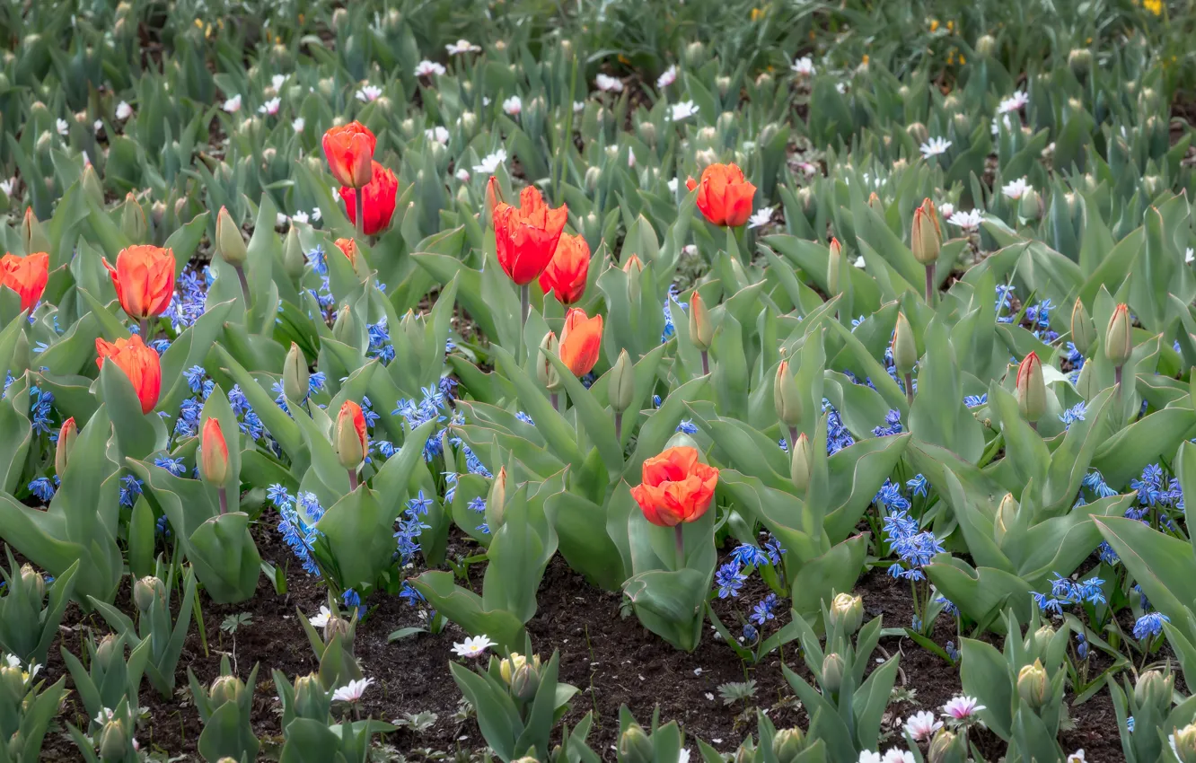 Photo wallpaper spring, blue, tulips, red, flowerbed, Scilla