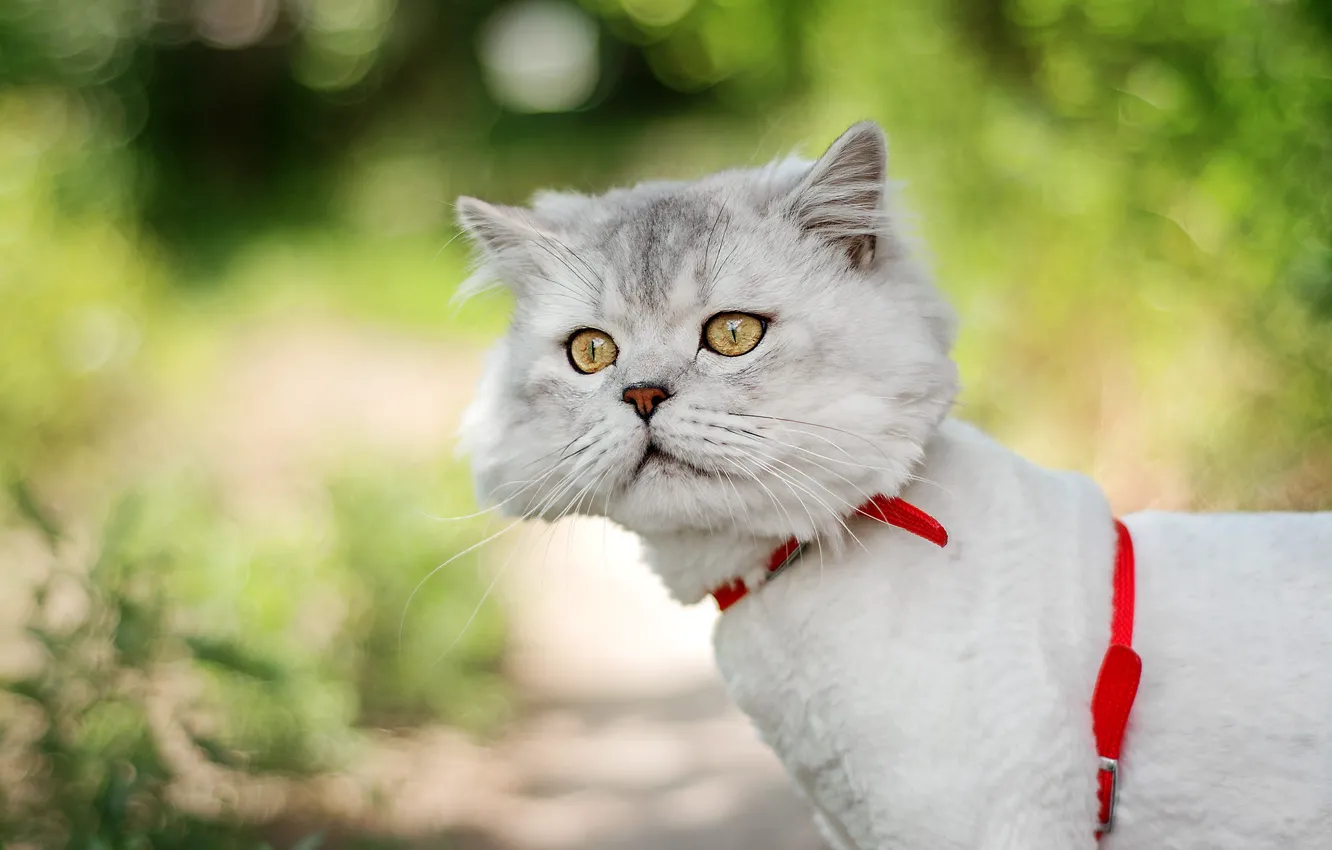 Photo wallpaper cat, white, cat, look, face, background, bokeh, Persian