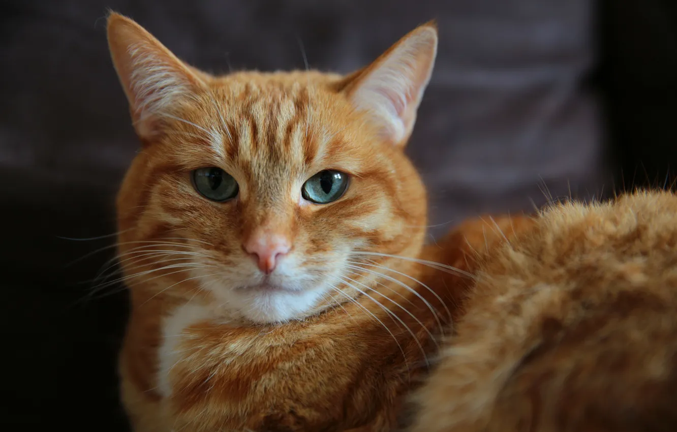 Photo wallpaper cat, look, face, red