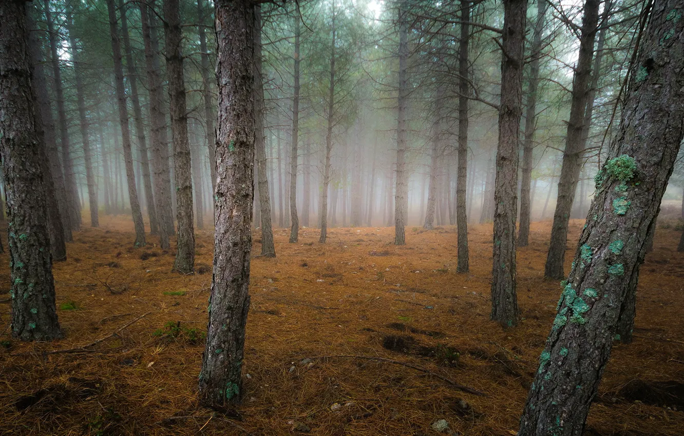 Photo wallpaper autumn, forest, nature