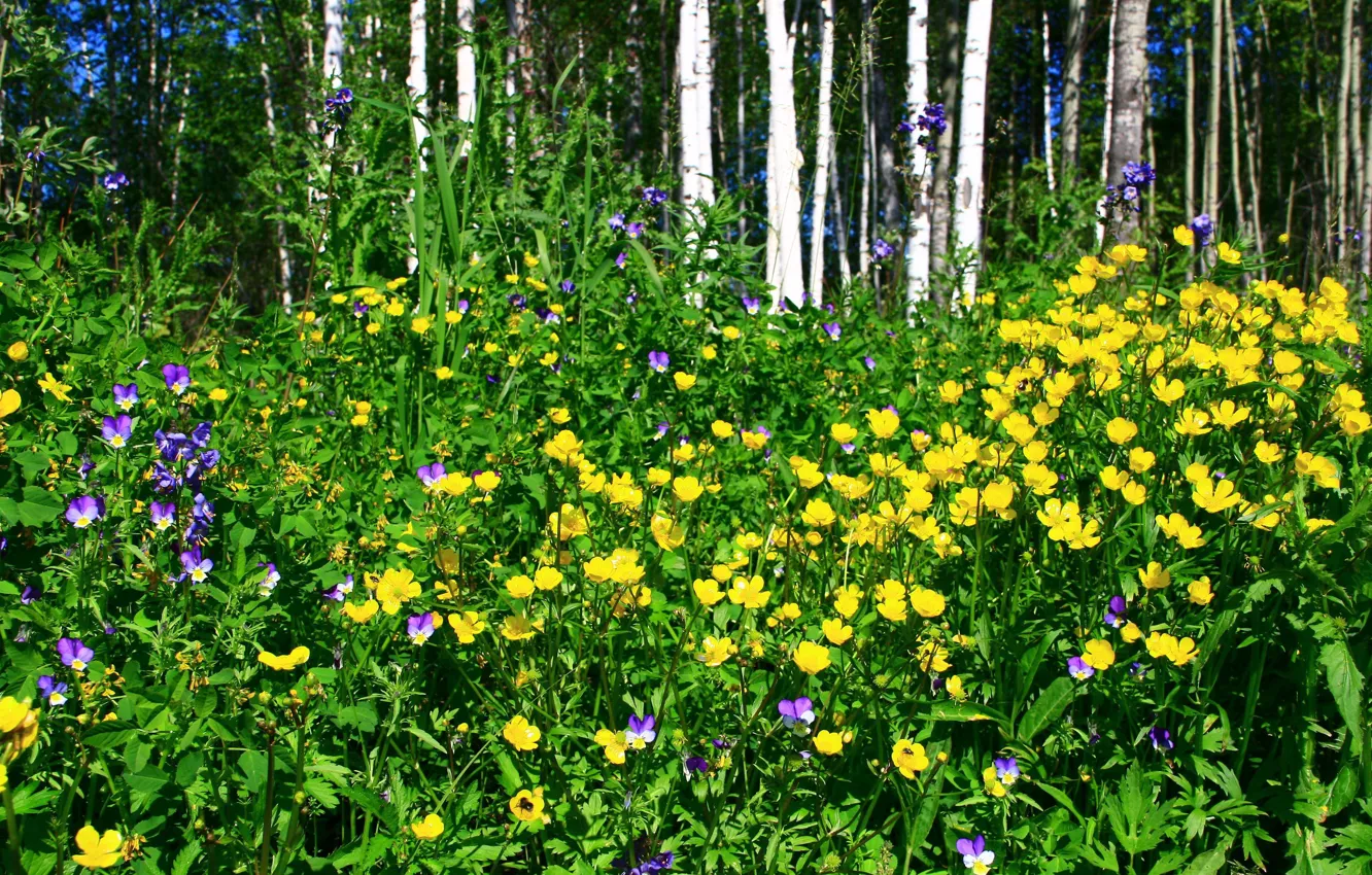 Photo wallpaper forest, landscape, nature