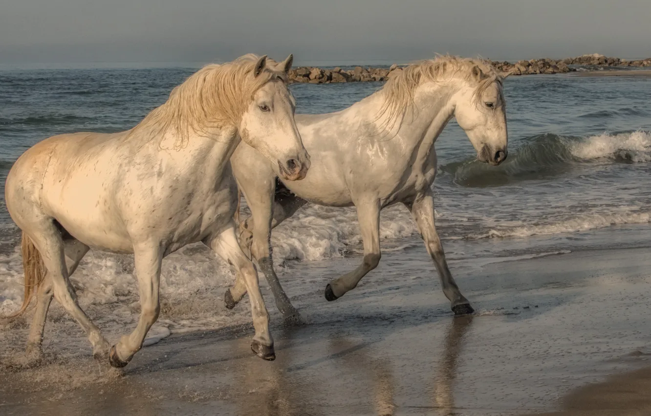 Photo wallpaper sea, horse, horse, pair, The Camargue