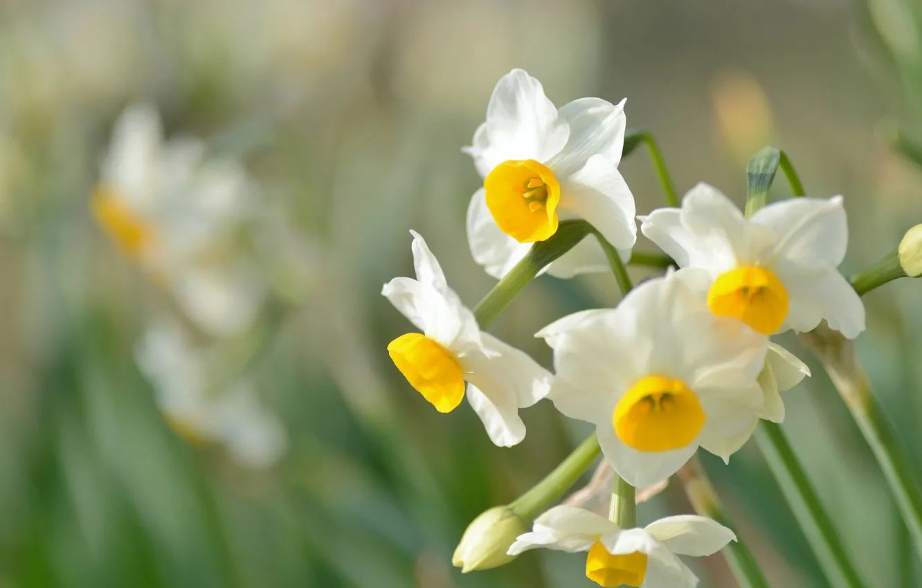Photo wallpaper macro, daffodils, bokeh