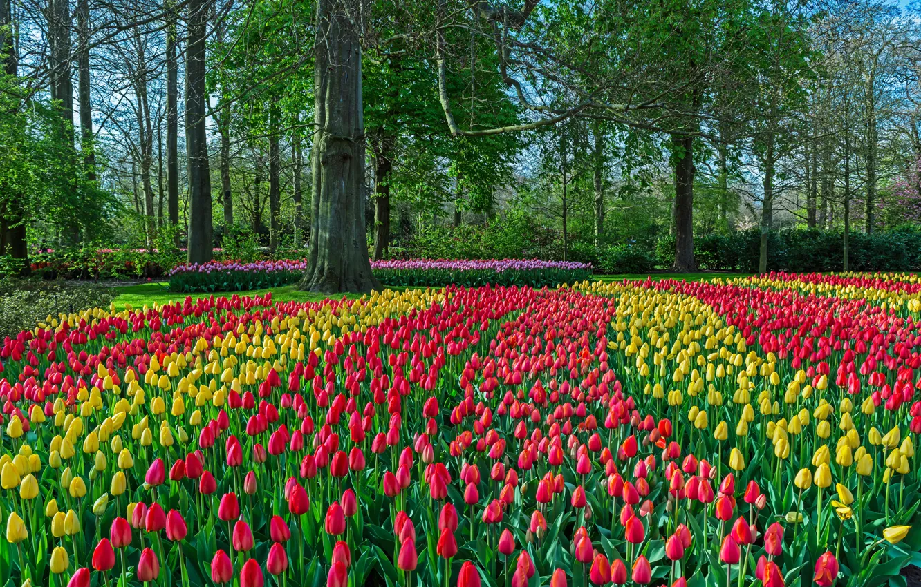 Photo wallpaper flowers, colorful, tulips, red, Netherlands, tulips, Netherlands, Keukenhof