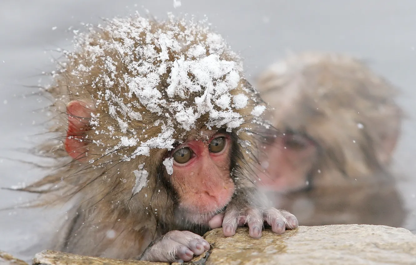 Photo wallpaper cold, winter, water, snow, monkey