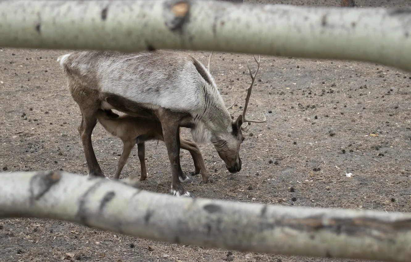 Photo wallpaper Nature, Deer, NSK, Zoo, Novosibirsk, Archanicum, Canon 200D, Awl