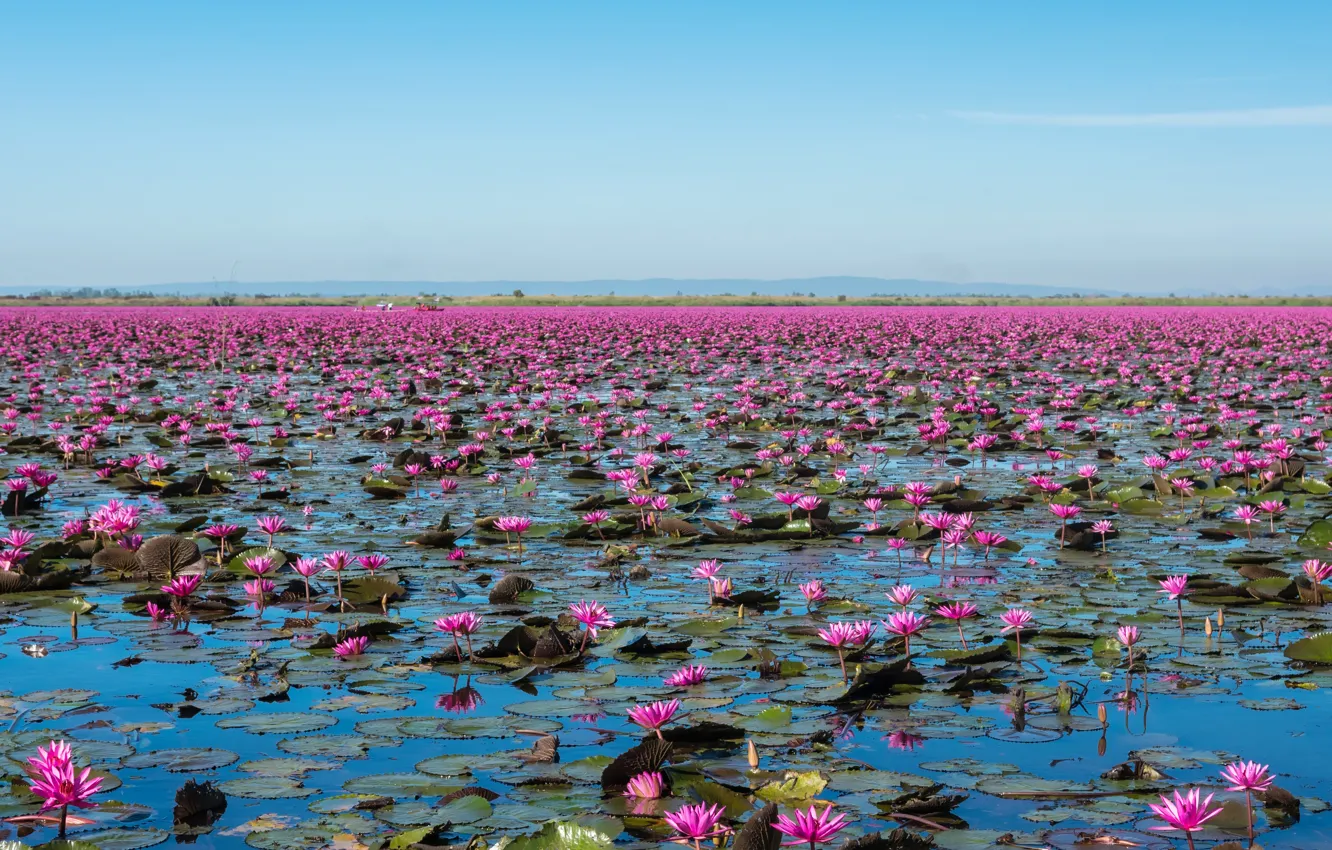 Photo wallpaper Flowers, Nature, Lake, Landscape, Flowering, Water lilies