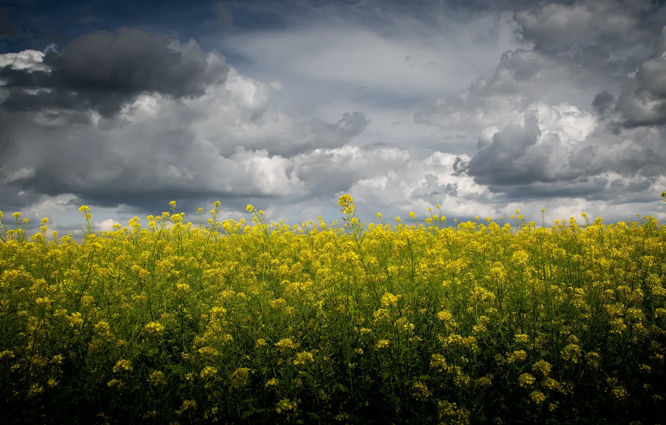 Photo wallpaper field, summer, the sky, clouds, flowers, yellow, a lot, rape