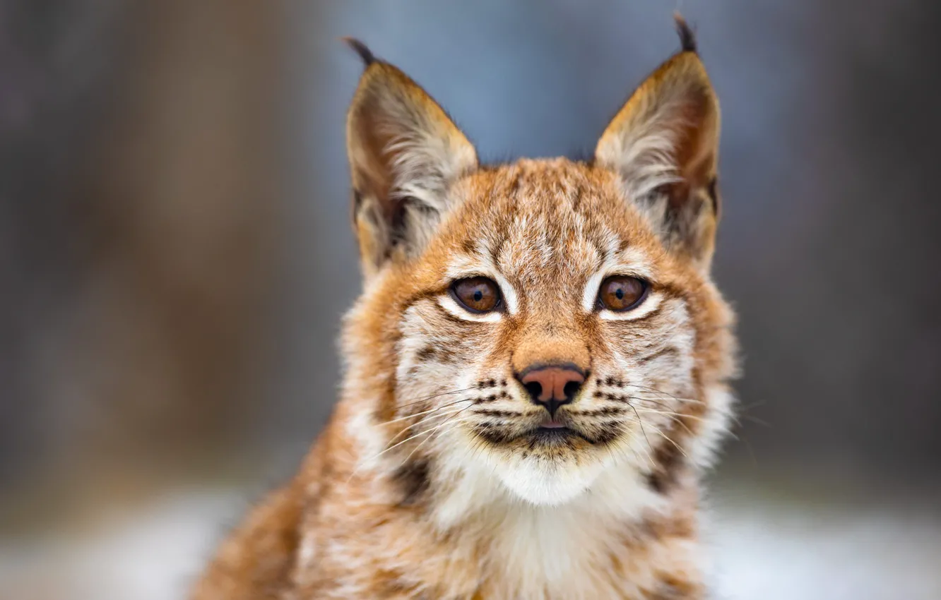 Photo wallpaper look, portrait, lynx, face, a small lynx