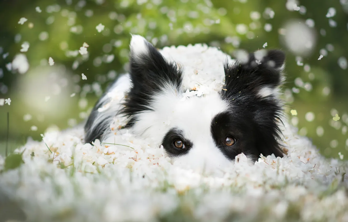 Photo wallpaper look, face, dog, flowers, bokeh, The border collie