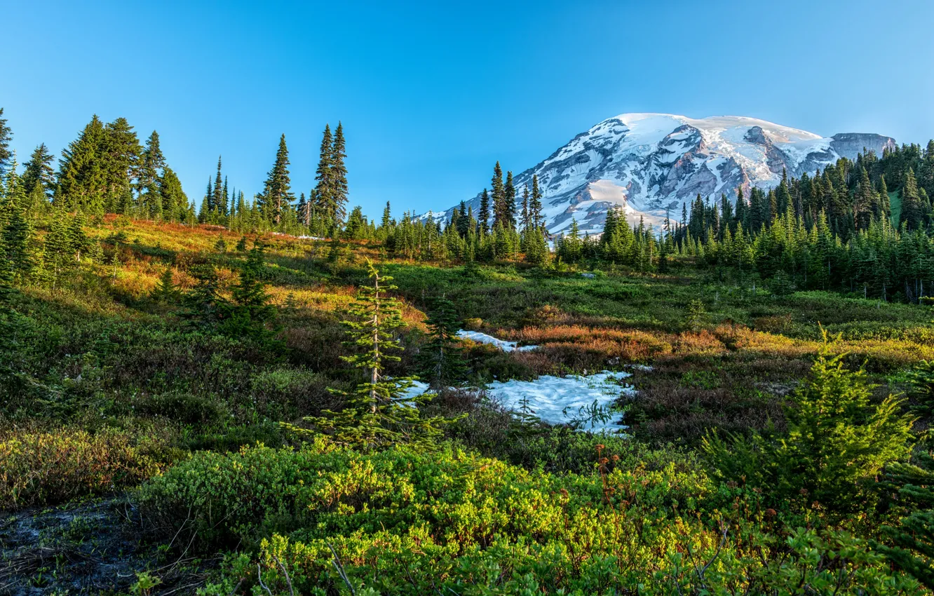 Photo wallpaper greens, forest, the sky, grass, the sun, snow, trees, mountains
