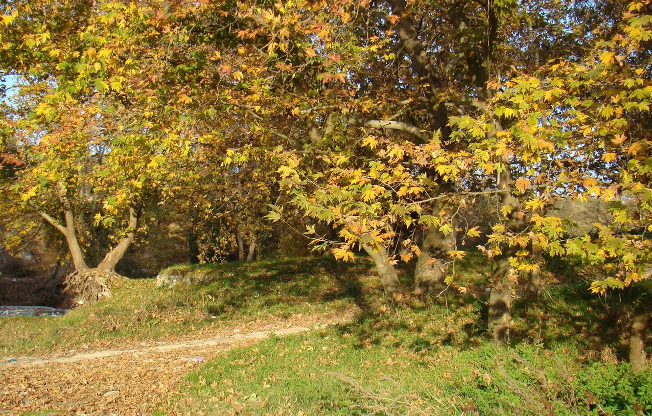 Photo wallpaper trees, Greece, Pieria