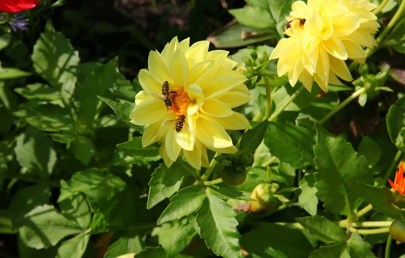Photo wallpaper summer, flowers, bee