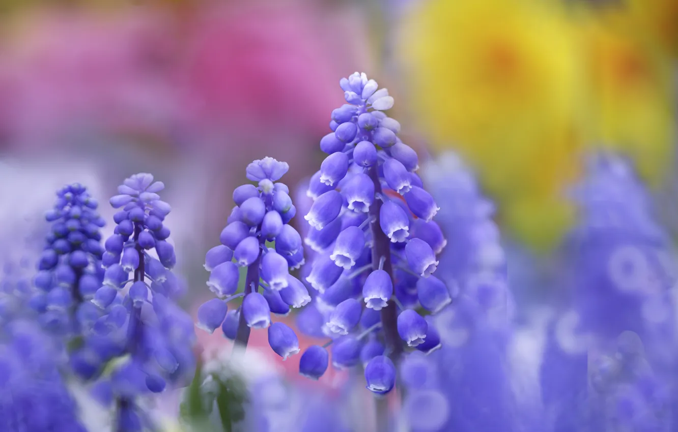 Photo wallpaper flowers, spring, Muscari