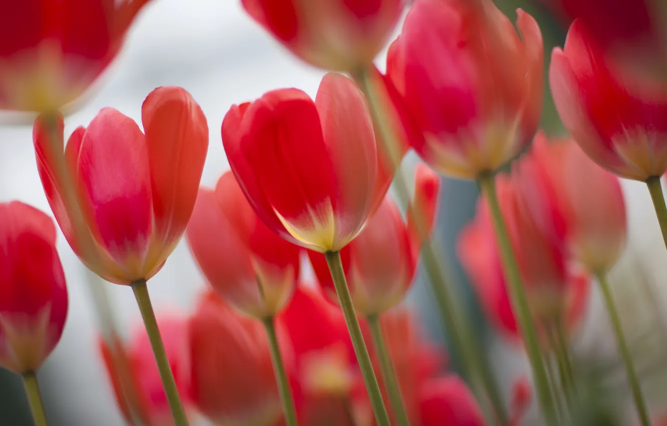 Photo wallpaper focus, spring, tulips, pink, a lot