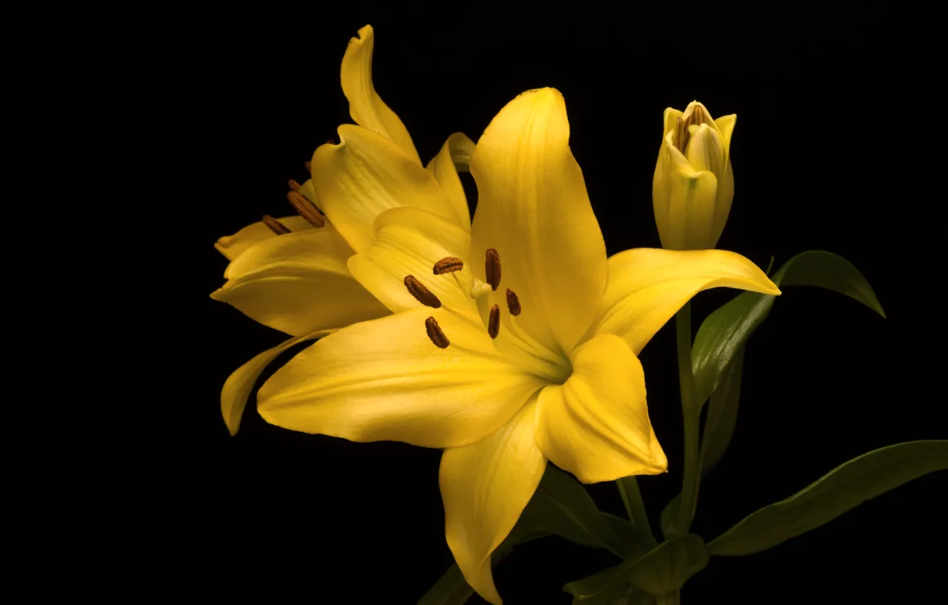 Photo wallpaper macro, yellow, Lily
