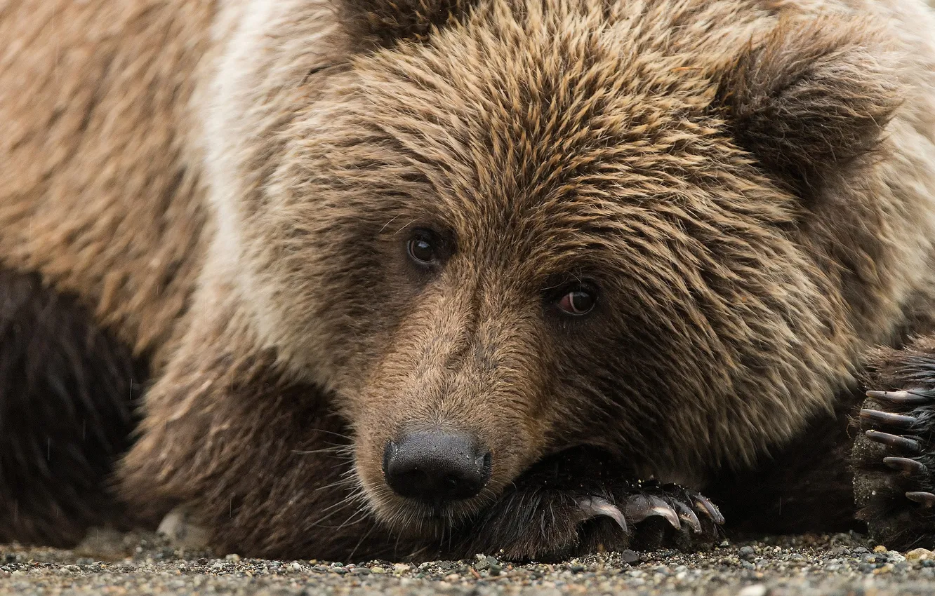 Photo wallpaper pebbles, brown bear, stones, Portet