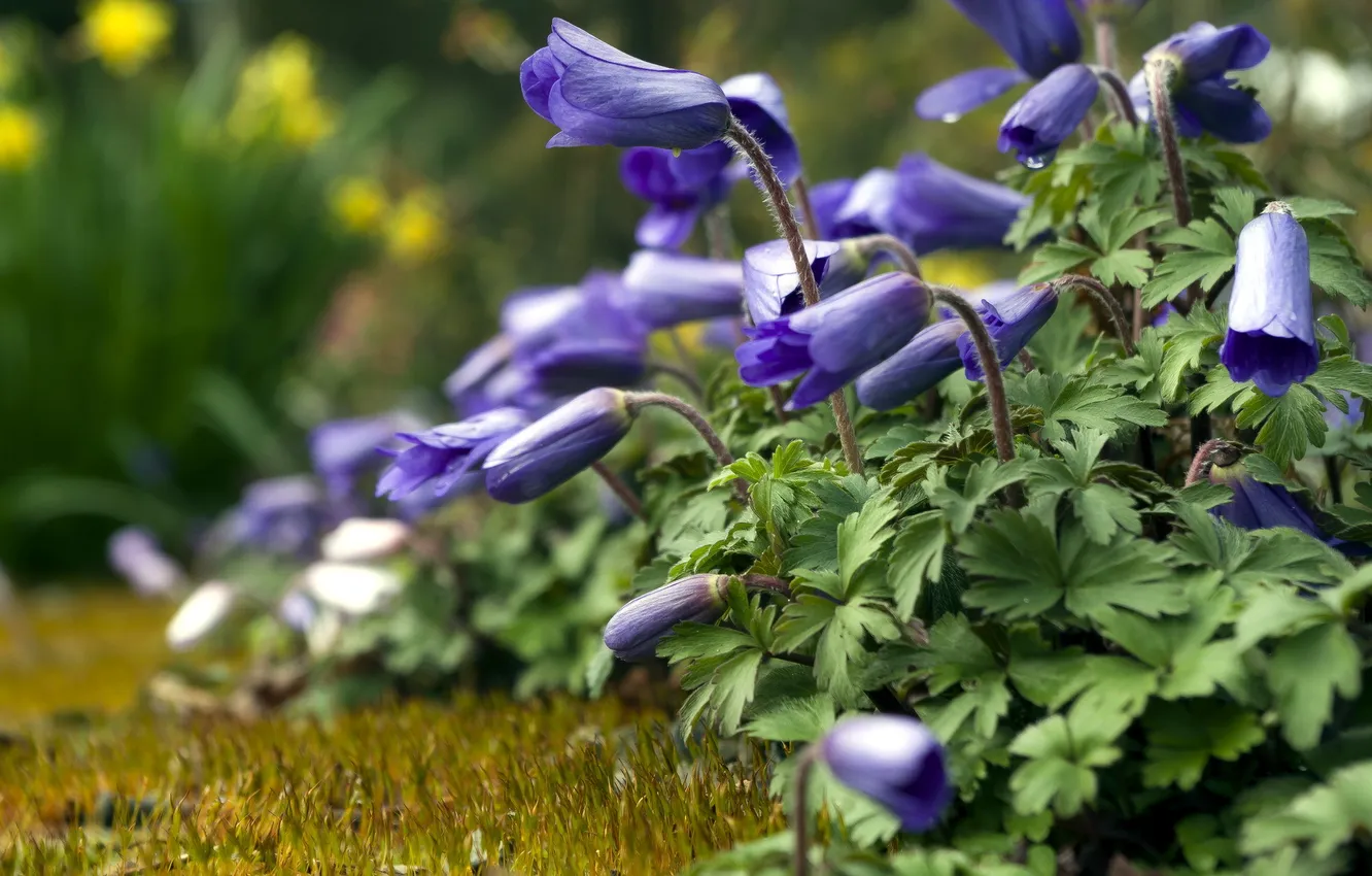 Photo wallpaper summer, flowers, nature