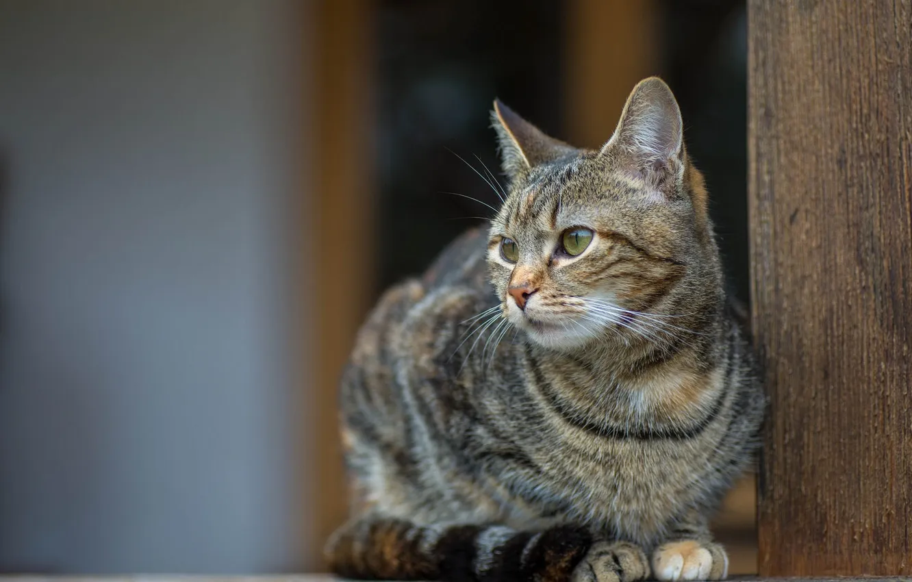 Photo wallpaper eyes, cat, mustache, look, background, Kote