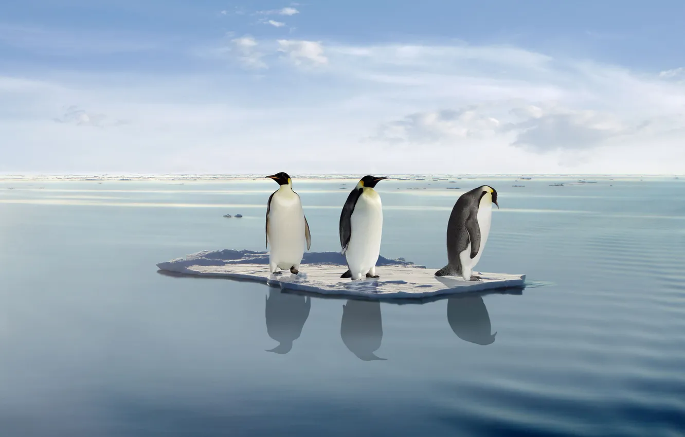 Photo wallpaper penguins, journey, On the ice