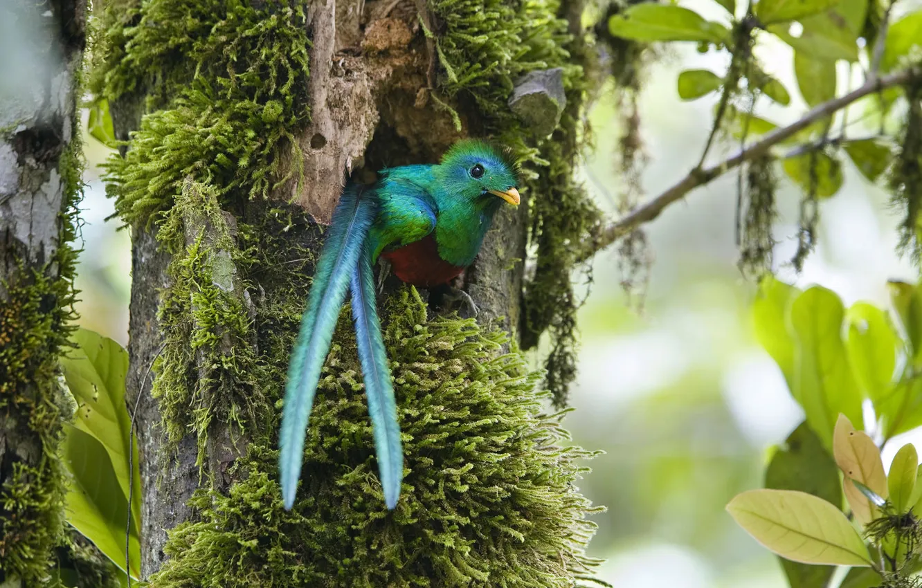 Photo wallpaper bird, tail, the hollow, green bird