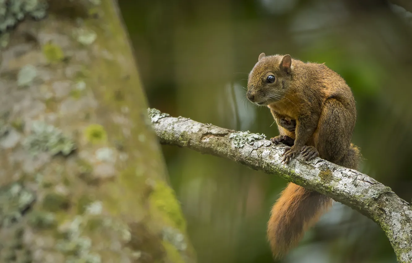 Photo wallpaper branches, protein, rodent