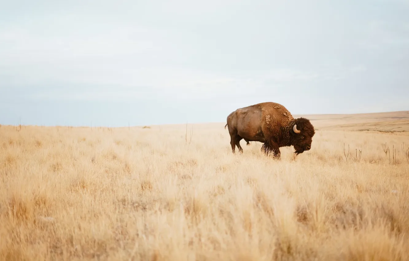 Photo wallpaper animal, wildlife, Bison, Buffalo