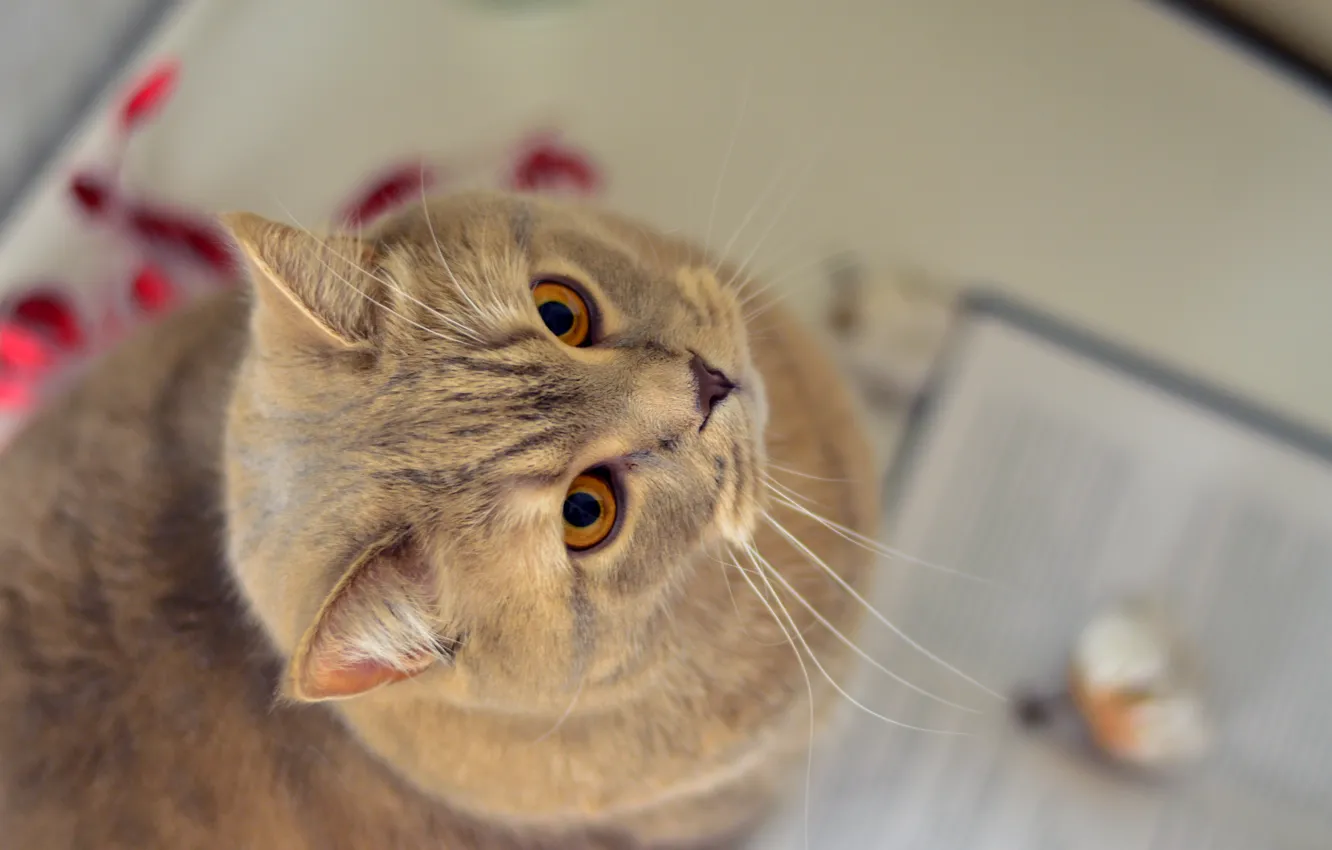 Photo wallpaper cat, eyes, cat, look, comfort, heat, eyes, cat