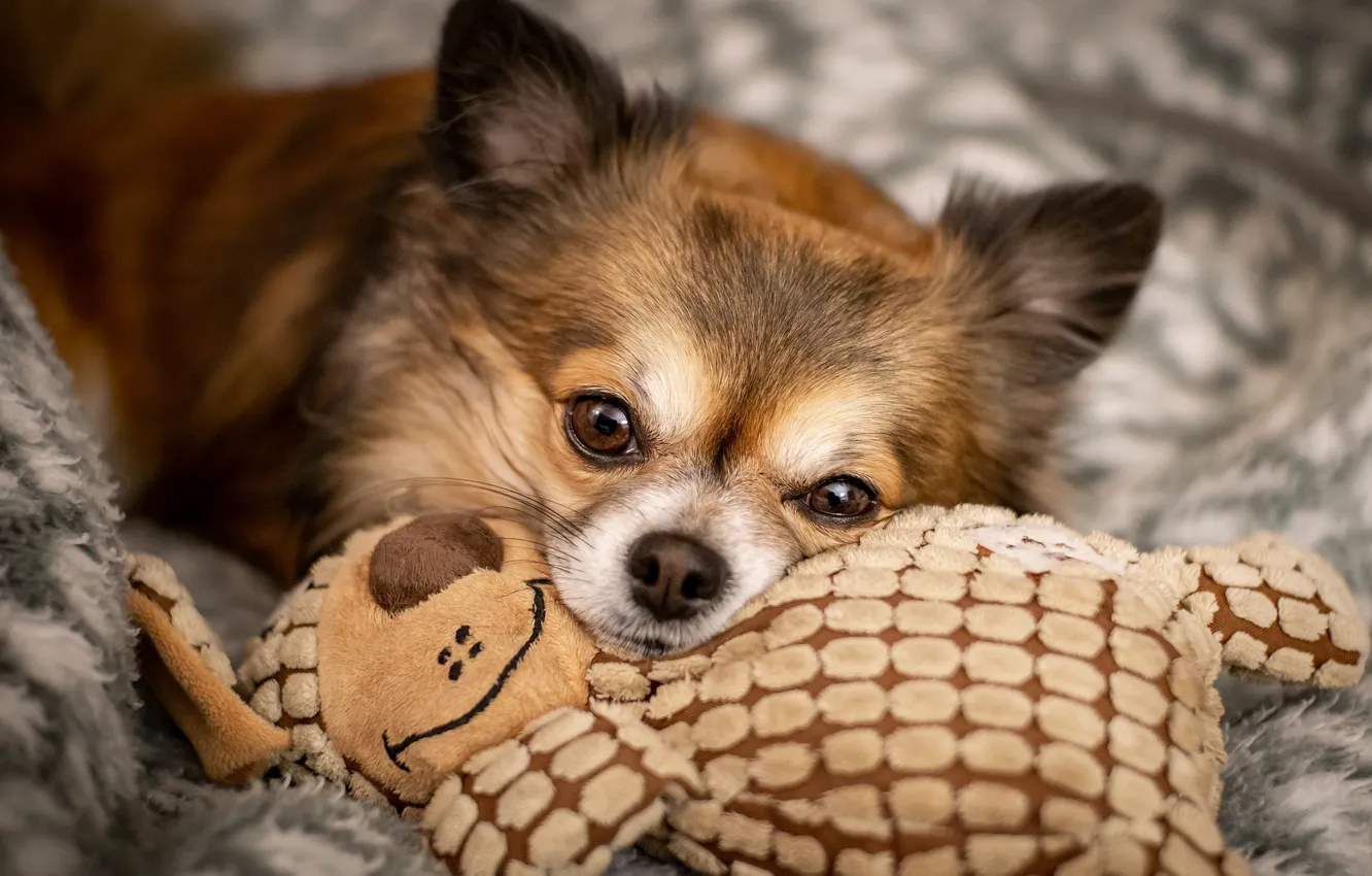 Photo wallpaper eyes, toy, dog, muzzle, Chihuahua