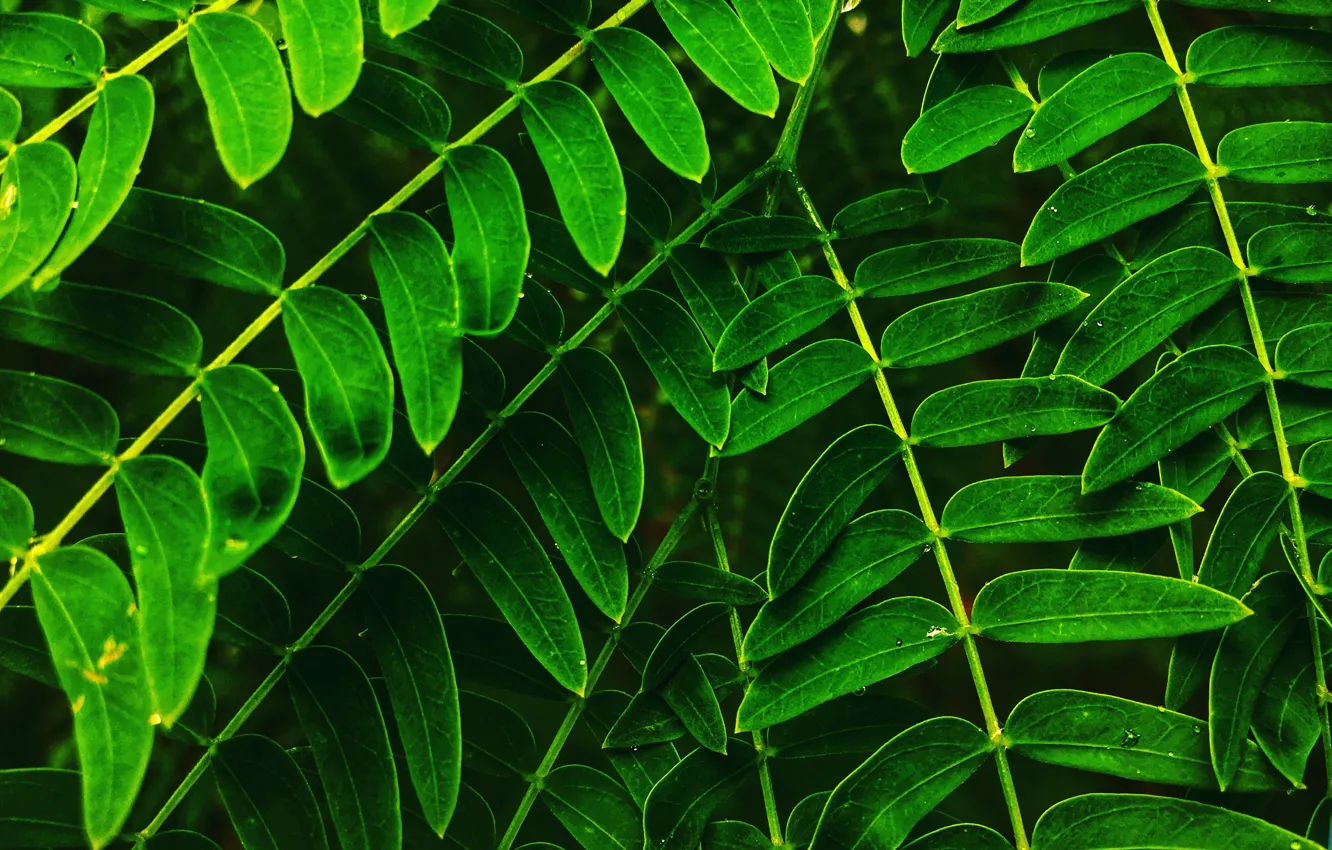 Photo wallpaper nature, green, plant, close-up, nature, leaves, flora, plant
