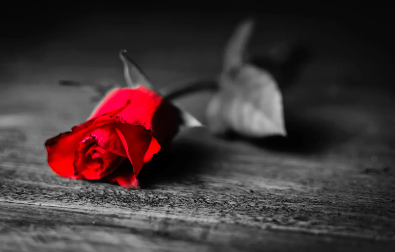 Photo wallpaper leaves, flowers, loneliness, background, black and white, Wallpaper, rose, petals