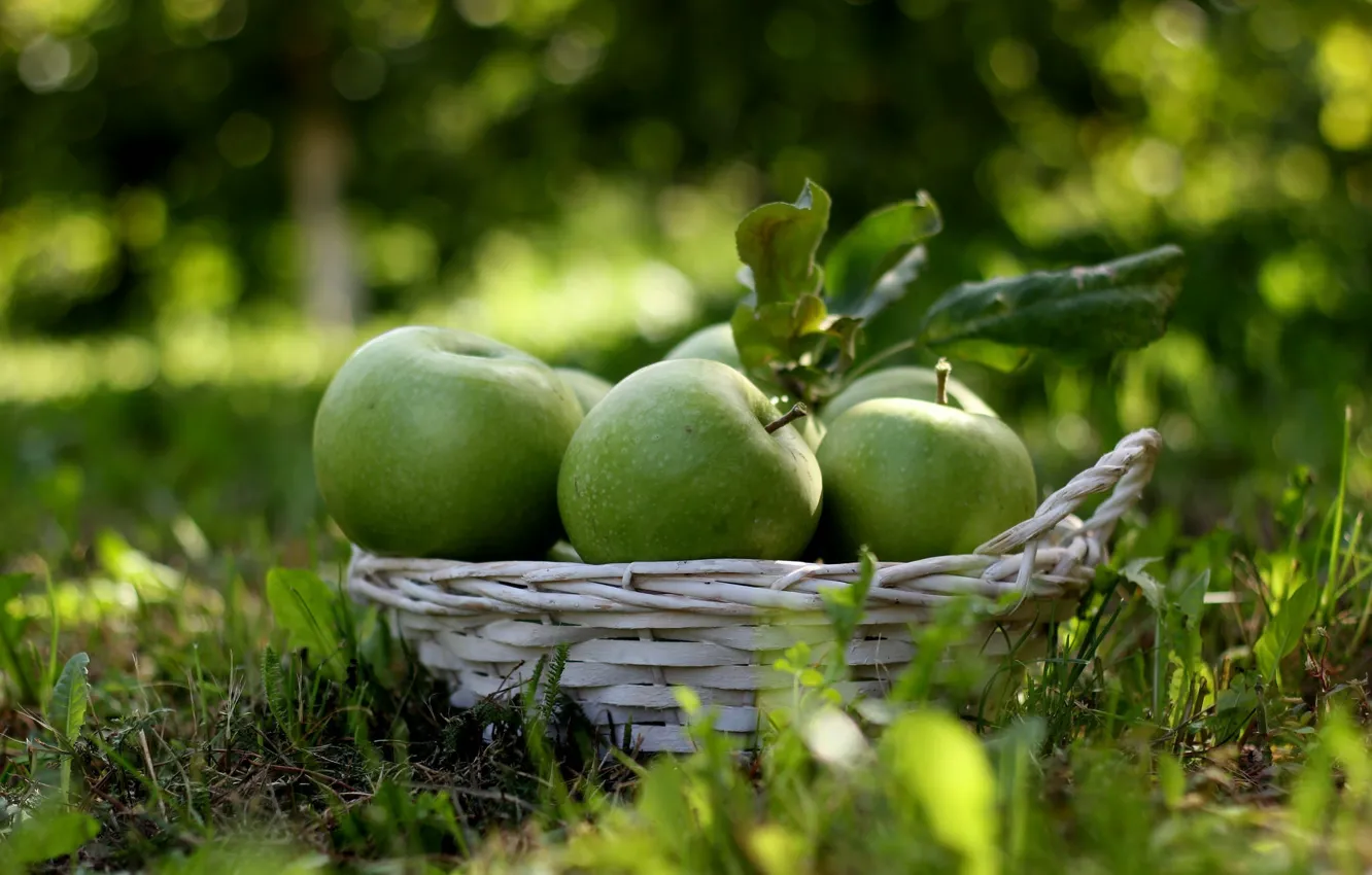Photo wallpaper apples, harvest, fruit, fruit, basket, green