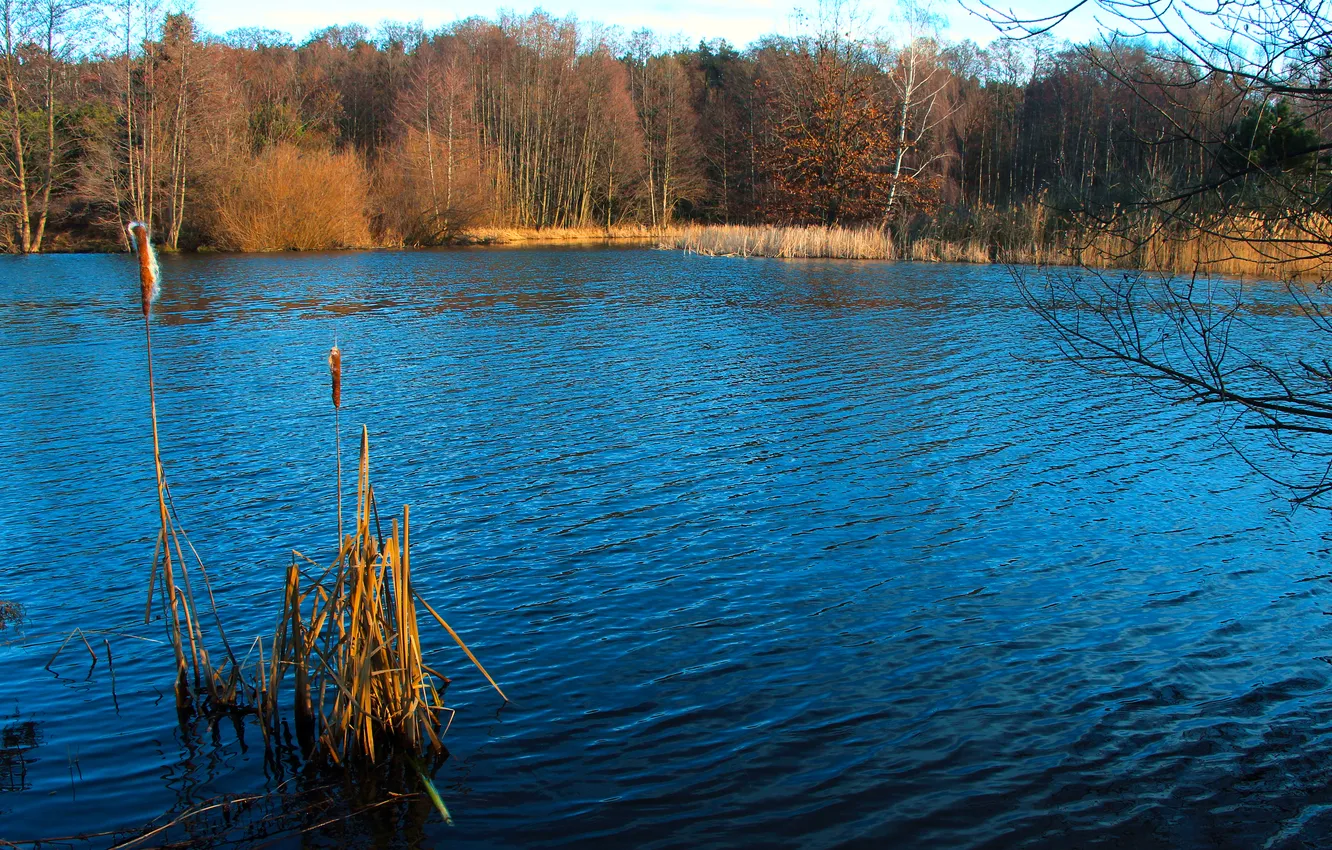 Photo wallpaper water, park, lake, pond