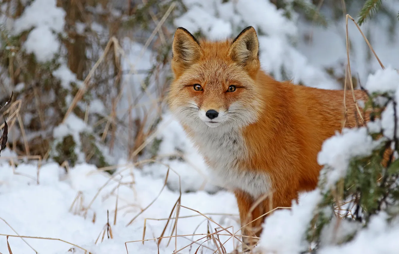 Photo wallpaper winter, forest, look, snow, branches, nature, portrait, Fox