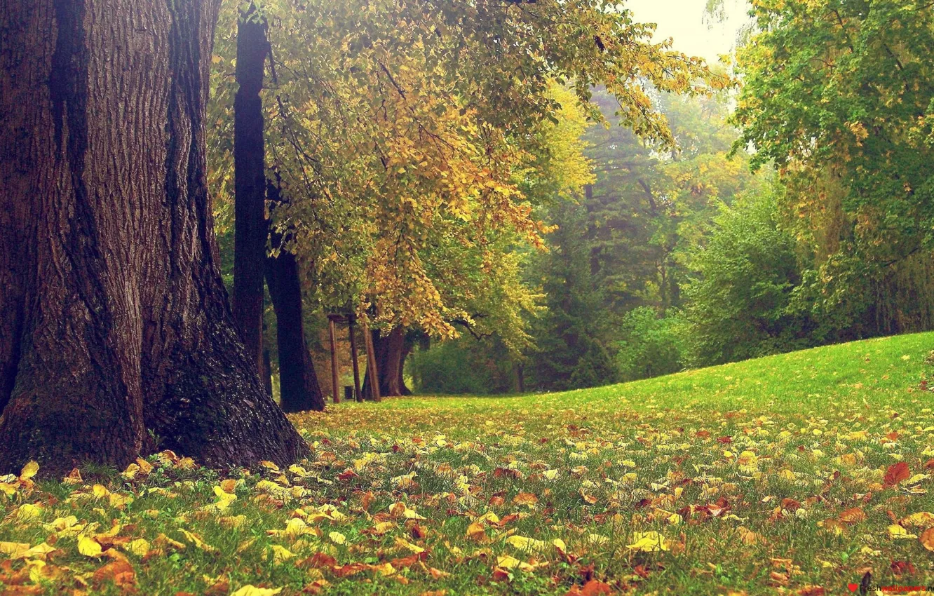 Photo wallpaper trees, nature, Lovely Nature