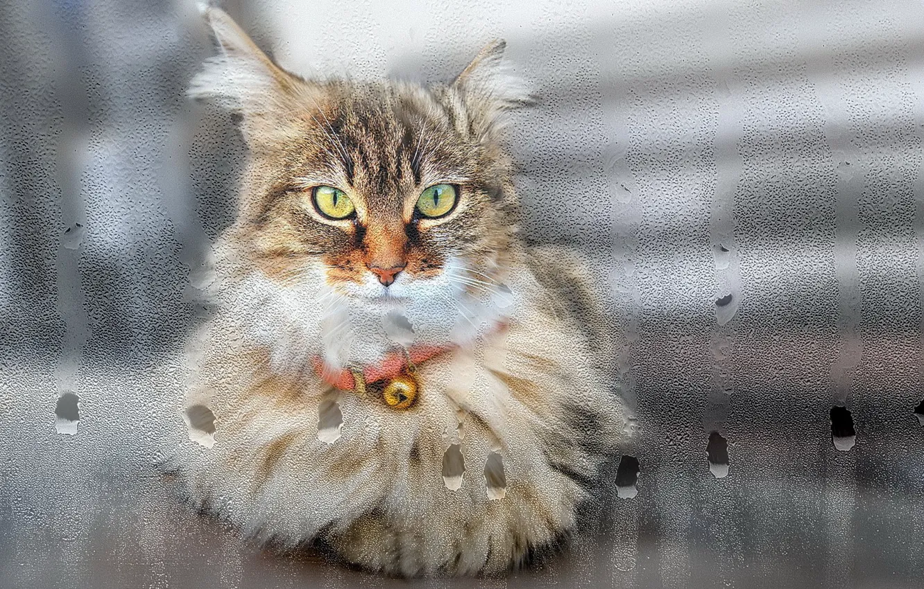 Photo wallpaper cat, look, glass, drops, window