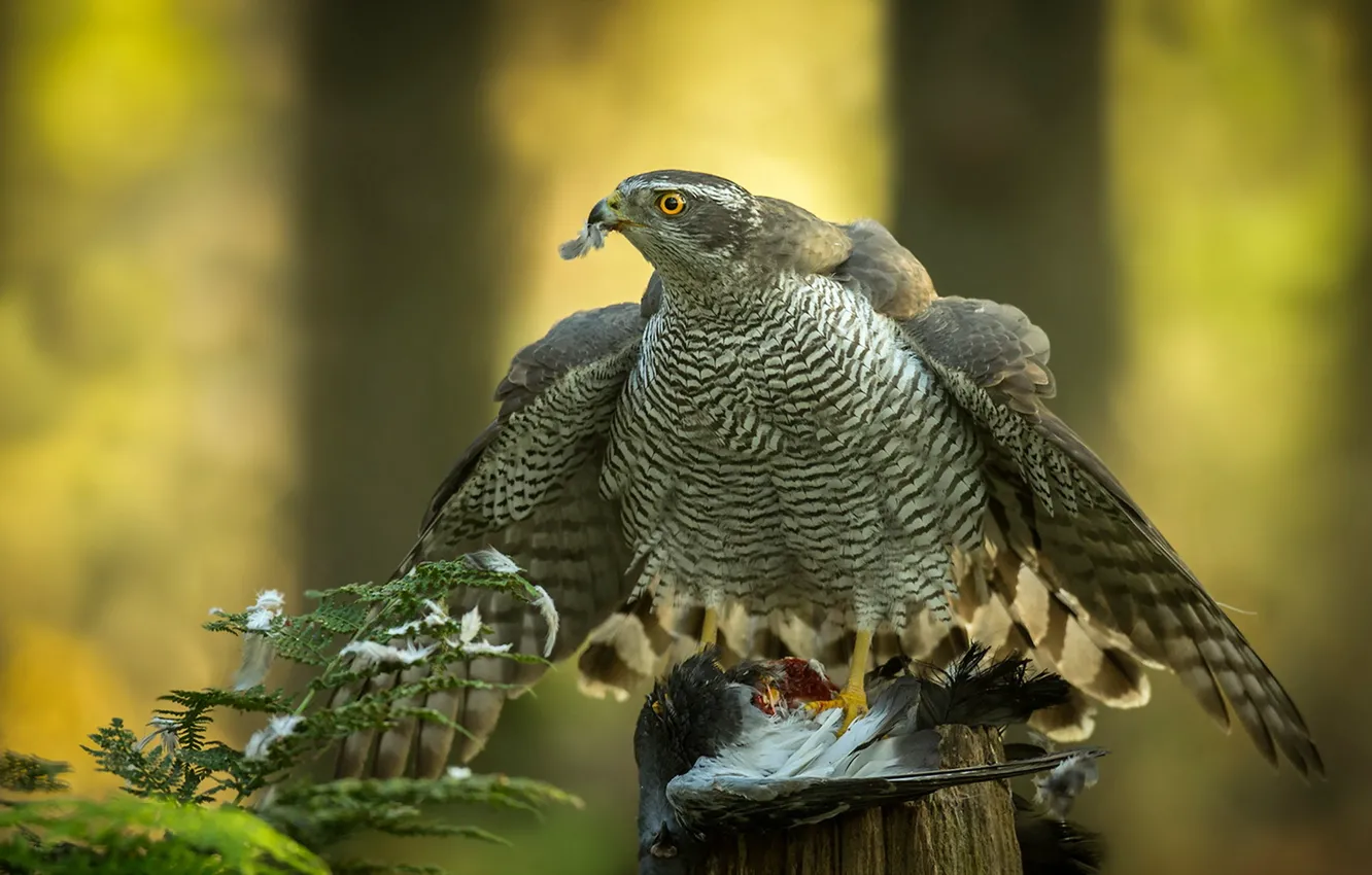 Photo wallpaper nature, bird, Falcon