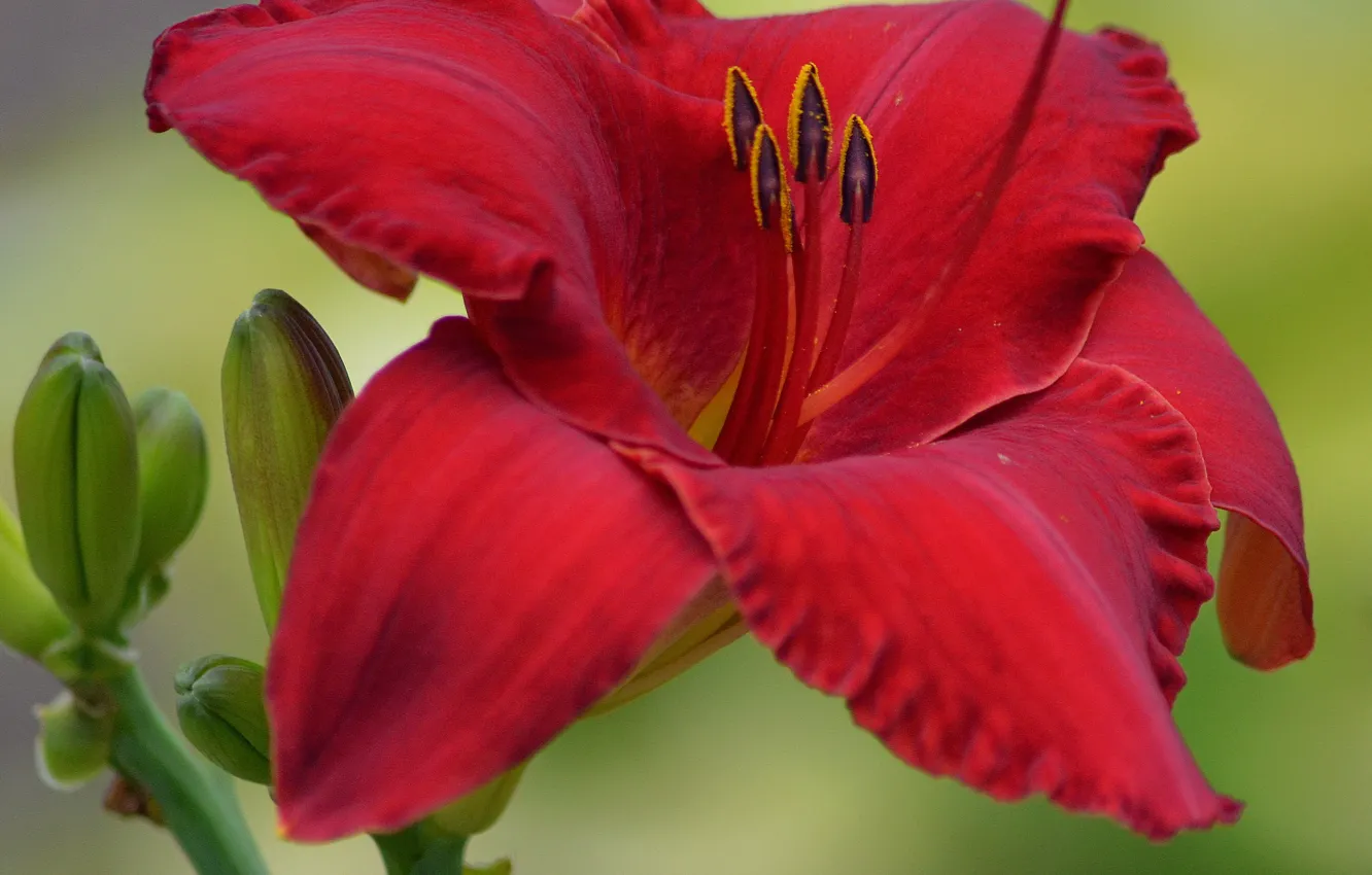 Photo wallpaper macro, macro, Red Lily, Red lily