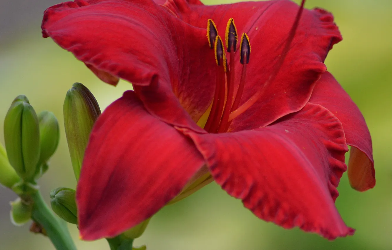 Photo wallpaper Macro, Macro, Red Lily, Red lily